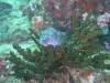 113 - Dive8-1 Koh Bhung SONY