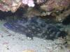 103 - Dive8-4 Koh Bhung SONY