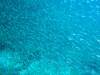 111 - Dive9-1 Hin Muaeng SONY