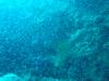 115 - Dive9-1 Hin Muaeng SONY