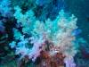 123 - Dive9-1 Hin Muaeng SONY