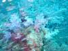 128 - Dive9-1 Hin Muaeng SONY