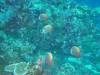 129 - Dive9-1 Hin Muaeng SONY