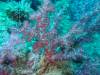 118 - Dive9-2 Hin Daeng SONY