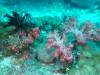 119 - Dive9-2 Hin Daeng SONY