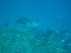120 - Dive9-2 Hin Daeng SONY