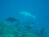 121 - Dive9-2 Hin Daeng SONY