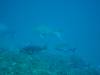 122 - Dive9-2 Hin Daeng SONY