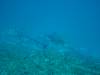 123 - Dive9-2 Hin Daeng SONY
