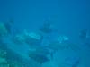 124 - Dive9-2 Hin Daeng SONY