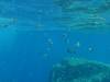 129 - Dive9-2 Hin Daeng SONY