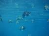 130 - Dive9-2 Hin Daeng SONY