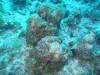 102 - Dive1-1 Eel Garden