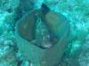 114 - Dive1-1 Eel Garden