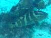 115 - Dive1-1 Eel Garden
