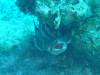 116 - Dive1-1 Eel Garden