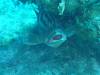 117 - Dive1-1 Eel Garden