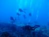 118 - Dive1-1 Eel Garden