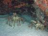 119 - Dive1-1 Eel Garden