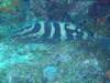 103 - Dive1-2 Eel Garden