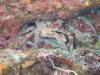 106 - Dive1-2 Eel Garden