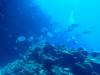 103 - Dive1-3 Amphitheatre