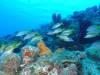 104 - Dive1-4 Amphitheatre