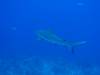 108 - Dive1-4 Amphitheatre