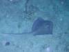 107 - Dive1-5N Amphitheatre