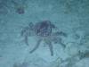 122 - Dive1-5N Amphitheatre