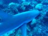 Album: Dive2-1 Shark Hotel