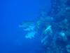 113 - Dive2-1 Shark Hotel