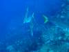114 - Dive2-1 Shark Hotel