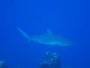 118 - Dive2-1 Shark Hotel