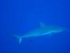 119 - Dive2-1 Shark Hotel