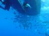 125 - Dive2-1 Shark Hotel