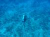 128 - Dive2-1 Shark Hotel