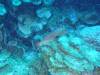 Album: Dive2-2 Shark Hotel