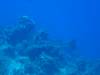 102 - Dive2-2 Shark Hotel