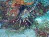 109 - Dive2-2 Shark Hotel