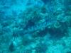 111 - Dive2-2 Shark Hotel