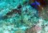 113 - Dive2-2 Shark Hotel
