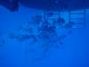 114 - Dive2-2 Shark Hotel