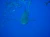 116 - Dive2-2 Shark Hotel