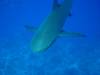 117 - Dive2-2 Shark Hotel