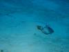 Album: Dive2-4 Boat Cove