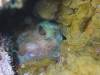 Album: Dive2-5N Boat Cove