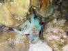 112 - Dive2-5N Boat Cove