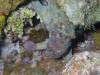 113 - Dive2-5N Boat Cove