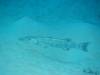 104 - Dive3-1 Elephant Ear Canyon